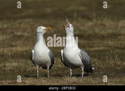 Harengs Goéland (Larus argentatus) en paire, les deux jeunes adultes Eccles-on-Sea, Norfolk, UK April Banque D'Images