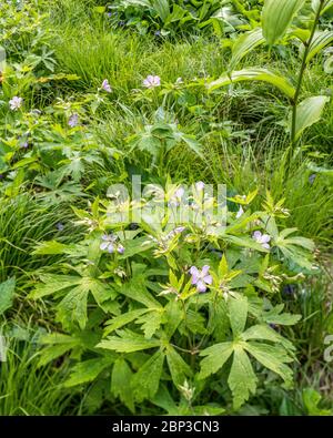 Détail des plantes dans un jardin de prairie indigène Banque D'Images