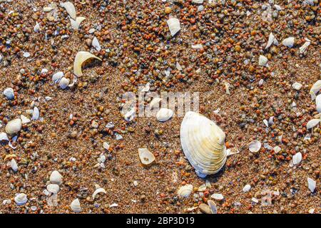 sable de la côte de mer recouvert de nombreuses coquilles Banque D'Images