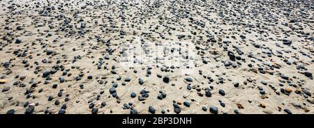 Petites pierres noires et coquillages dispersés sur la plage, image de bannière Banque D'Images