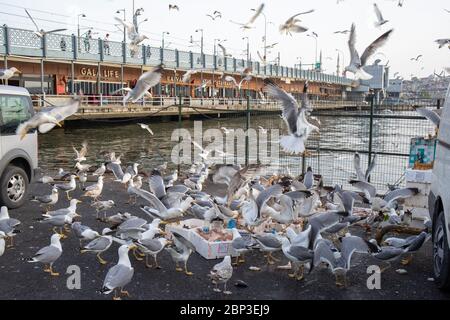 ISTANBUL,TURQUIE,MAI 15,2020: Mouettes mangeant des restes de poisson jetés près du marché de poissons de Karakoy. Les réguliers du marché de poissons de Karakoy. Banque D'Images