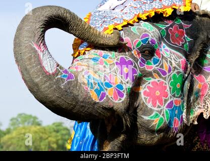 Éléphant indien à la décoration colorée Banque D'Images