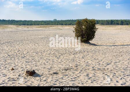 Lonley Bush sur le désert de Bledow, la plus grande accumulation de sable loin de toute mer, situé dans le sud de la Pologne Banque D'Images