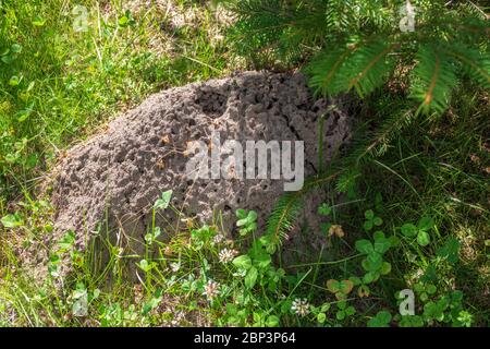 Grand anthill dans la forêt sous l'épinette. Grand anthill dans la forêt sous un arbre Banque D'Images