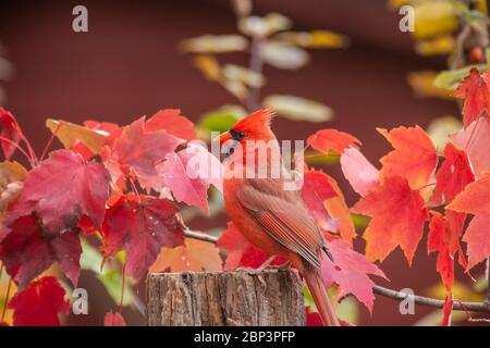 Cardinal du Nord, cardinalis cardinalis, à Gary carter's Bird blinds à Mcleanville, Caroline du Nord en novembre. Banque D'Images