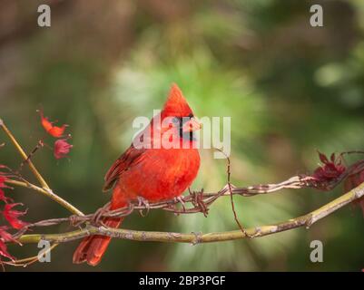 Cardinal du Nord, cardinalis cardinalis, à Gary carter's Bird blinds à Mcleanville, Caroline du Nord en novembre. Banque D'Images