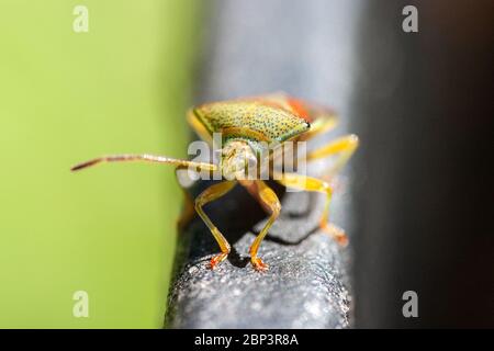 Insecte de bouclier de bouleau (Elasmostephus interstictus), petit invertébré de bois également connu sous le nom de 'insecte de stink'. Banque D'Images