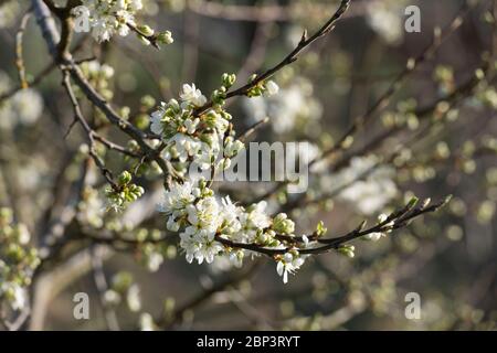 Blossom printanier sur un Damson de Merryweather (Prunus insititia) Banque D'Images