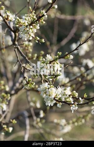 Blossom blanc sur un Damson de Merryweather (Prunus domestica) Banque D'Images