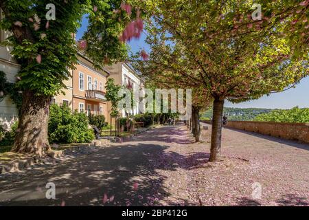 Les gens qui marchent sur la célèbre promenade Arpad Toth sous les cerisiers en fleurs dans le quartier du château de Buda. Budapest, Hongrie Banque D'Images