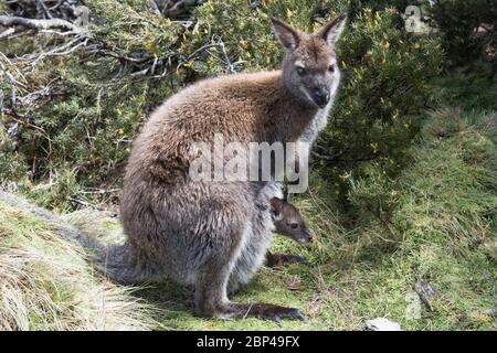 A Bennetts Wallaby (Macropus rufogriseus rufogriseus) et son Joey dans Cradle Valley, Tasmanie, Australie Banque D'Images