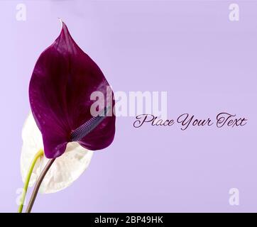 Belle paire de fleurs d'Anthurium pourpre et rose sur fond violet avec espace vide pour l'essai. Un arrière-plan minimaliste tendance. Banque D'Images
