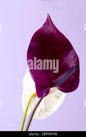 Belle paire de violet et rose fleurs. Minimaliste à la mode arrière-plan. Banque D'Images