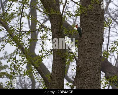 Pic à ventre rouge mâle adulte sur tronc d'arbre Banque D'Images