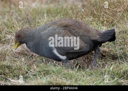 Une poule indigène de Tasmanie (Tribonyx mortierii) à Cradle Valley, Tasmanie, Australie Banque D'Images