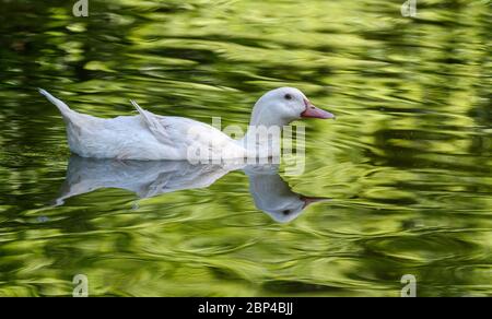 Allier canard blanc nageant dans un lac reflétant un joli fond vert. Banque D'Images