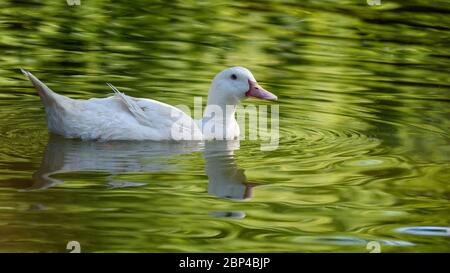 Allier canard blanc nageant dans un lac reflétant un joli fond vert. Banque D'Images