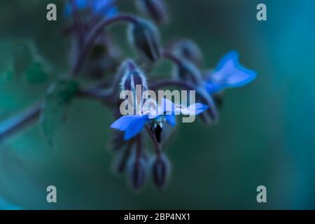 Gros plan fleurs de Borage bleu, Borago officinalis sur fond vert Banque D'Images