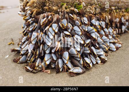 Lepas anatifera (barnacles pélagiques de l'oie) sur un morceau de bois de grève dans le parc provincial Naikoon, Haida Gwaii (Colombie-Britannique) Banque D'Images