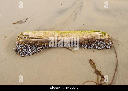 Lepas anatifera (barnacles pélagiques de l'oie) sur un morceau de bois de grève dans le parc provincial Naikoon, Haida Gwaii (Colombie-Britannique) Banque D'Images