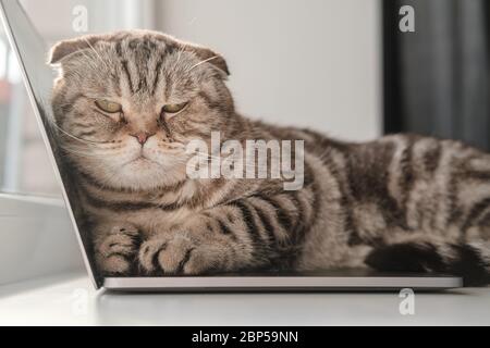 Le chat offensé, ennuyé et sans attention, se trouvait sur le clavier de l'ultrabook et ne permettait pas au propriétaire de continuer à travailler. Banque D'Images