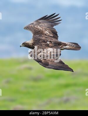 Un aigle doré renne ses ailes pour une vitesse boostée tout en chassant les écureuils terrestres de Californie dans les collines. Ils peuvent atteindre 150 km/h en chasse. Banque D'Images