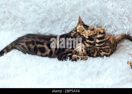 Deux chatons bengale mignons d'or et de couleur chorocoale jouant et se battant sur fond blanc. Banque D'Images