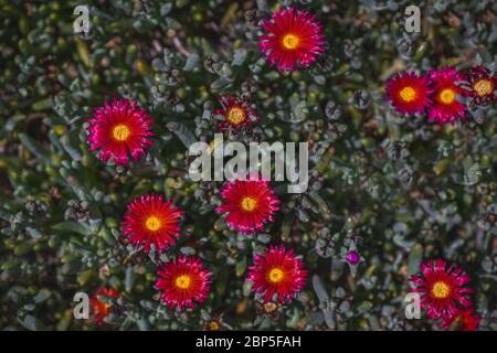 Fond floral. Plante succulente avec de belles fleurs rouges. Lampranthus rouge, plante de glace de fuite en fleur. Banque D'Images