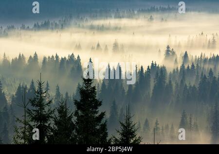 brouillard lumineux dans la vallée au lever du soleil. mystérieux phénomène de nature au-dessus de la forêt de conifères. épinettes en brume. beau paysage de la nature Banque D'Images