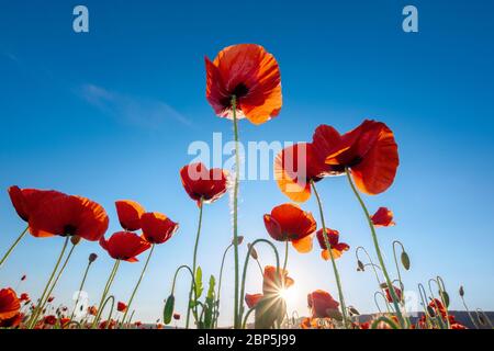 coquelicot rouge sur fond bleu ciel. magnifique scène de la nature Banque D'Images