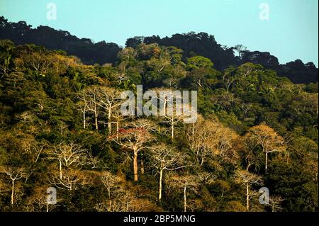 Lumière du soir sur les grands couipo, cavanillesia platanifolia, dans la forêt tropicale luxuriante du parc national de Soberania, République du Panama. Le Banque D'Images