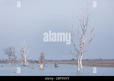 Paysage froid du matin avec arbre mort dans l'eau dans le parc national de Hortobagy, Hongrie chatzta, Europe site du patrimoine mondial de l'UNESCO Banque D'Images