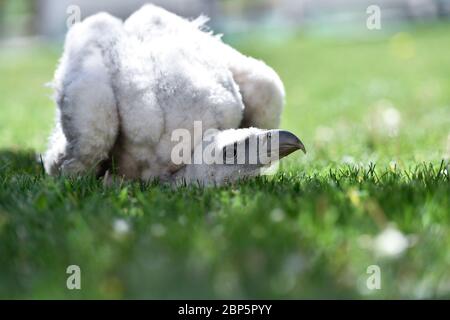 Pékin, Chine. 17 mai 2020. Photo prise le 17 mai 2020 montre un vautour himalayen de race captive au parc animalier de Xining à Xining, dans la province de Qinghai, dans le nord-ouest de la Chine. Deux vautours himalayens élevés en captivité ont fait leur apparition publique dimanche au parc animalier de Xining. Les deux petits oiseaux, tous deux en bonne condition physique, sont les troisième et quatrième vautours himalayens élevés en captivité à travers le pays. Crédit : Zhang long/Xinhua/Alay Live News Banque D'Images