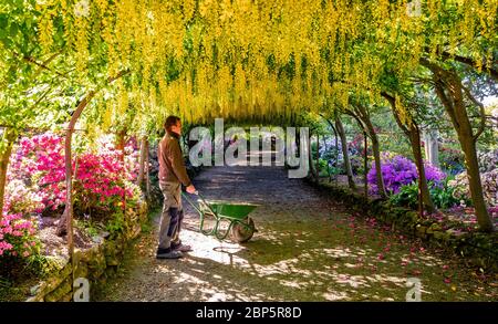 Un jardinier se promène sous l'arche dorée de laburnum dans les jardins Bodnant du National Trust près de Colwyn Bay, Conwy, au nord du pays de Galles, tandis que les jardins restent fermés aux visiteurs pendant la pandémie du coronavirus. Cette saison est la plus ancienne que l'arche de laburnum, âgée de 145 ans, a fleuri en une décennie. Banque D'Images