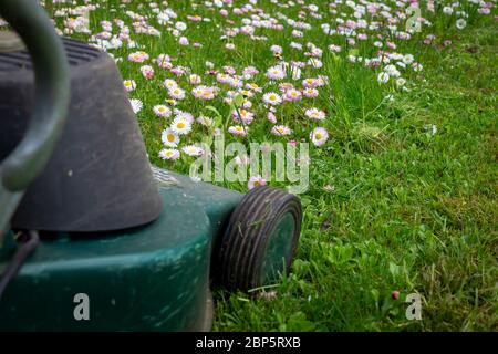 Concept de saison et d'entretien de cour avec tondeuse électrique et fleurs de printemps blanches et roses dans une pelouse de jardin verte Banque D'Images