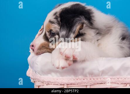 Red Merle profil de chien de berger australien Banque D'Images