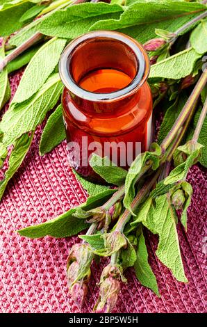 Feuilles de sauge ou salvia en phytothérapie. Banque D'Images