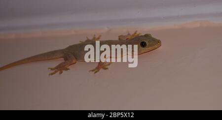 Le Gecko commun ou la maison de lézard sur un mur scientifique nom Hemidactylus frenatus, est un natif de l'Asie du Sud-est Banque D'Images