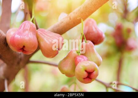 Fruit de pomme rose accroché à l'arbre / arbre de pommes roses dans le verger en Thaïlande Banque D'Images