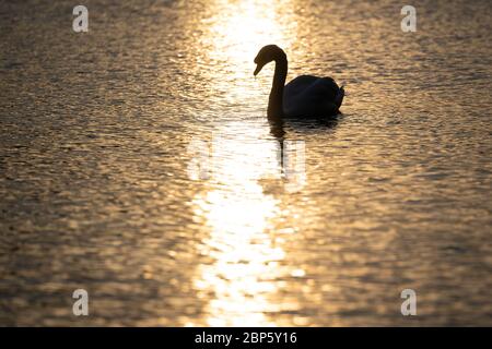 Un cygne au lever du soleil sur le Lido de Serpentine à Hyde Park, Londres, alors qu'il rouvre aux membres du Club de natation de Serpentine après l'assouplissement des mesures de verrouillage du coronavirus. Banque D'Images