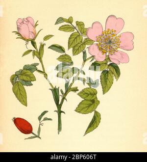 Plante médicinale, Rosa canina, communément connue sous le nom de chien rose, HIP / Heilpflanze Hunds-Rose, Rosa canina, Hundsrose, Hagrose, Heckenrose, Heiderose, Hagebutte, historique, numérique reproduction améliorée d'un original du 19ème siècle / digitale Reproduktion einer inalvorlage Historical 19. Jahrhundert Banque D'Images