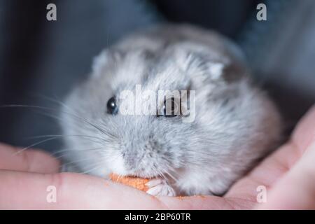 Concept d'amour des animaux. Mignon petit animal de compagnie de hamster tenant sur les mains et manger délicieux Banque D'Images