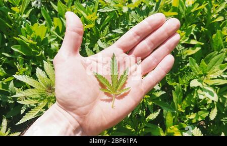 Petite feuille de chanvre (cannabis) sur la paume d'un homme au-dessus de pousses de chanvre fraîches. Banque D'Images