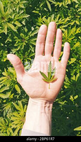 Petite feuille de chanvre (cannabis) sur la paume d'un homme au-dessus de pousses de chanvre fraîches. Banque D'Images