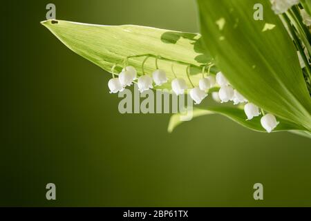 Vue rapprochée du bouquet de lys de la vallée sur fond vert. Illustration d'arôme naturel Banque D'Images