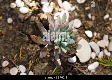 Echeveria est un grand genre de plantes succulentes à fleurs de la famille des Crassulacées, indigènes aux régions semi-désertiques Banque D'Images