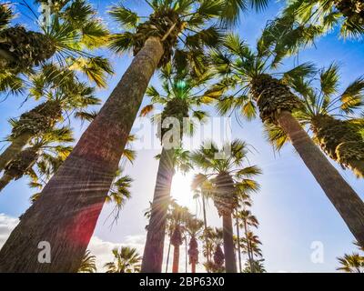 Magnifique complexe tropical concept parc avec palmiers et lumière du soleil en arrière-plan - concept de vacances d'été et soleil avec la nature extérieure pal Banque D'Images