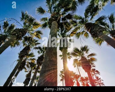 Magnifique complexe tropical concept parc avec palmiers et lumière du soleil en arrière-plan - concept de vacances d'été et soleil avec la nature extérieure pal Banque D'Images