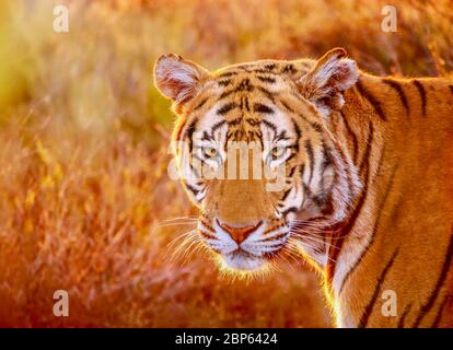 Un portrait en gros plan d'un magnifique tigre sauvage mâle (Panthera tigris), avec un rétroéclairage doré au coucher du soleil. Banque D'Images