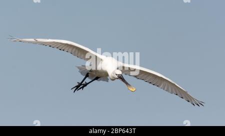 Un Spoonbill eurasien (Platalea leucorodia), arrivant pour un atterrissage. Banque D'Images